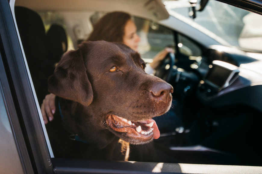 Brązowy pies wystawia głowę przez okno w samochodzie